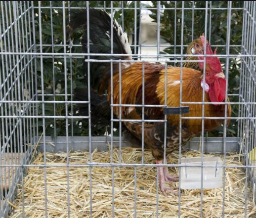 3d wire mesh panel